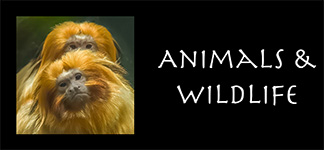 Animals & Wildlife
